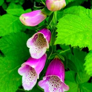 Meet your Posher, Krista-Kate